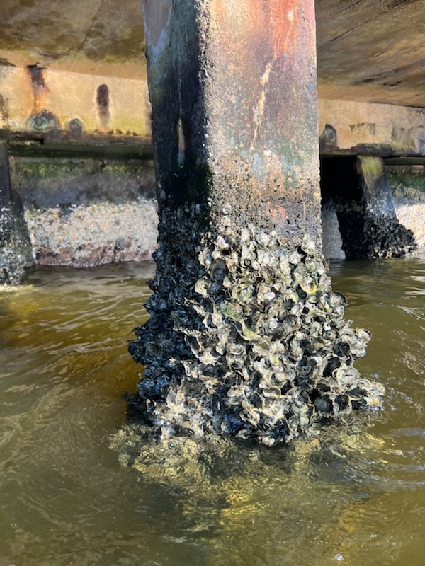 Pile Wraps before installation